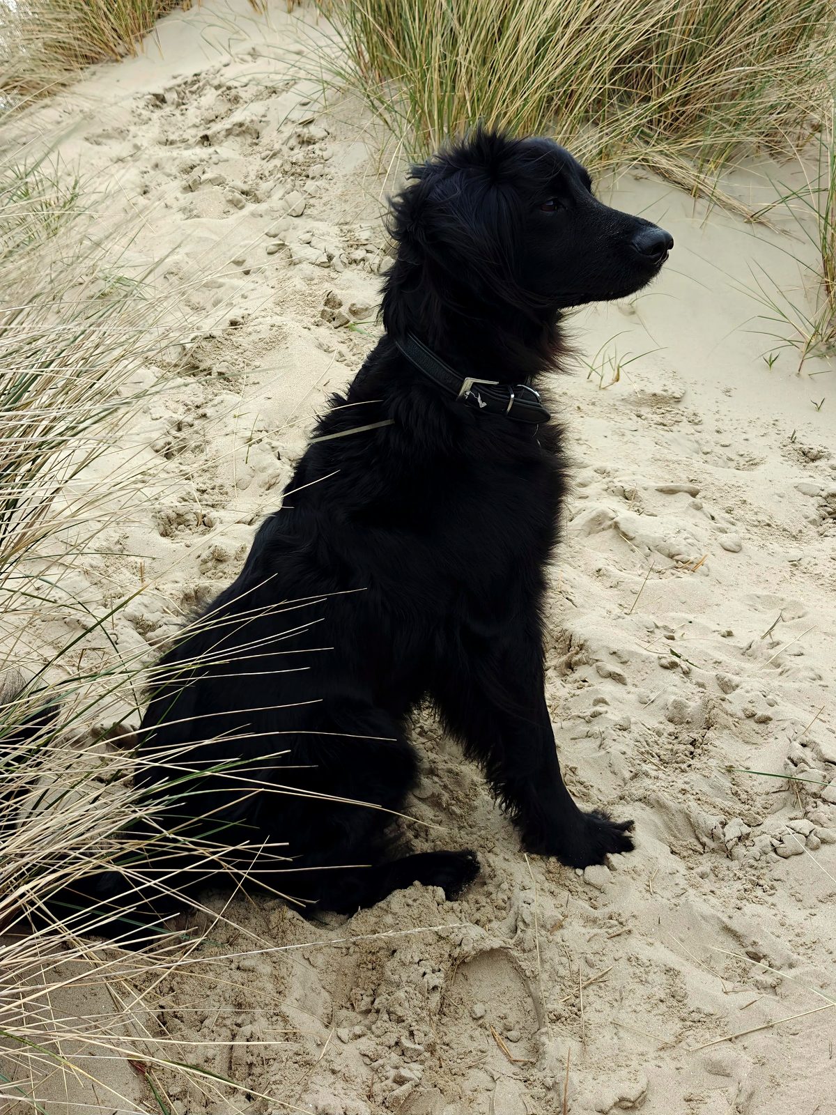 Blacky – galleribillede 15