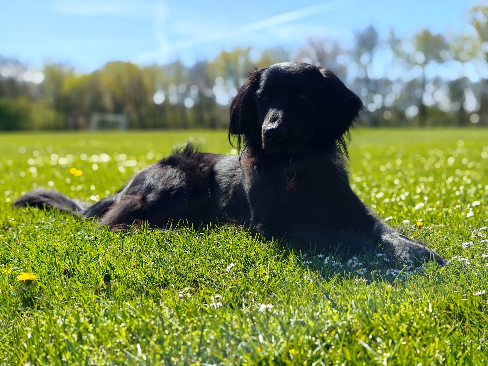 Blacky – galleribillede 16