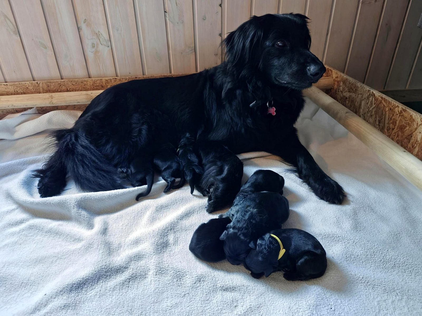 Blacky with her newborn litter in the whelping box