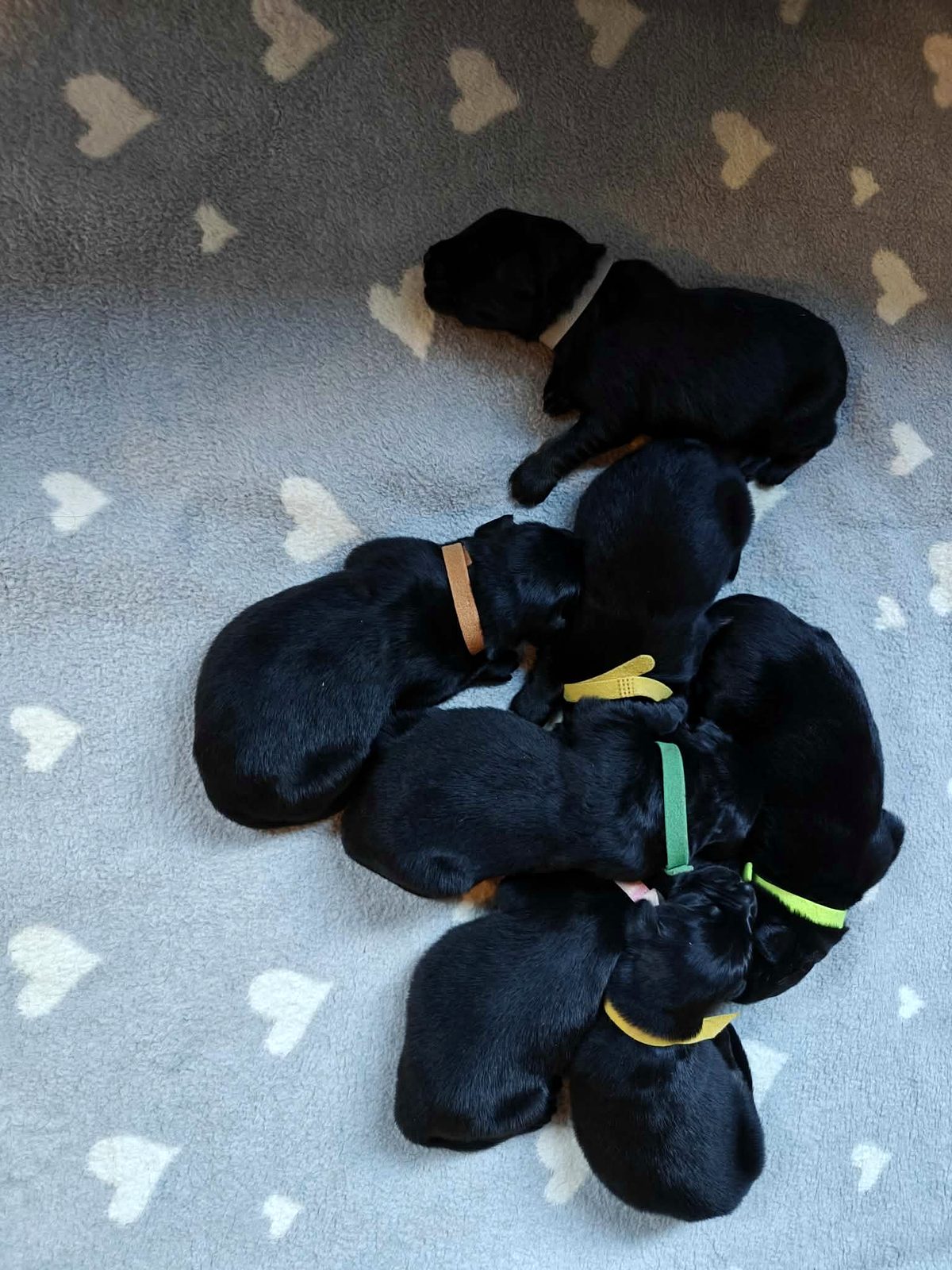 All 7 female puppies in one pile on the blanket
