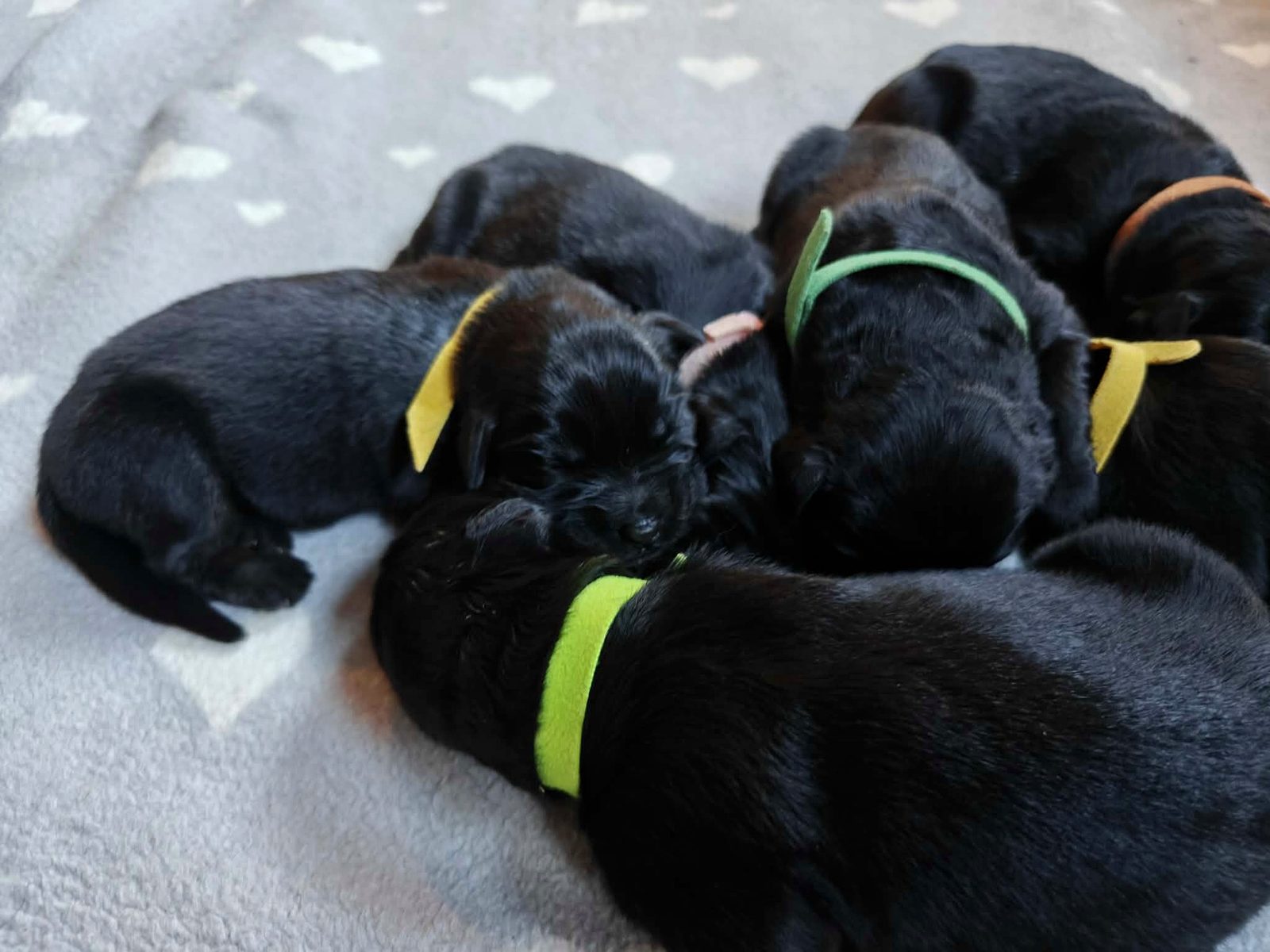 Newborn puppies with coloured ID bands