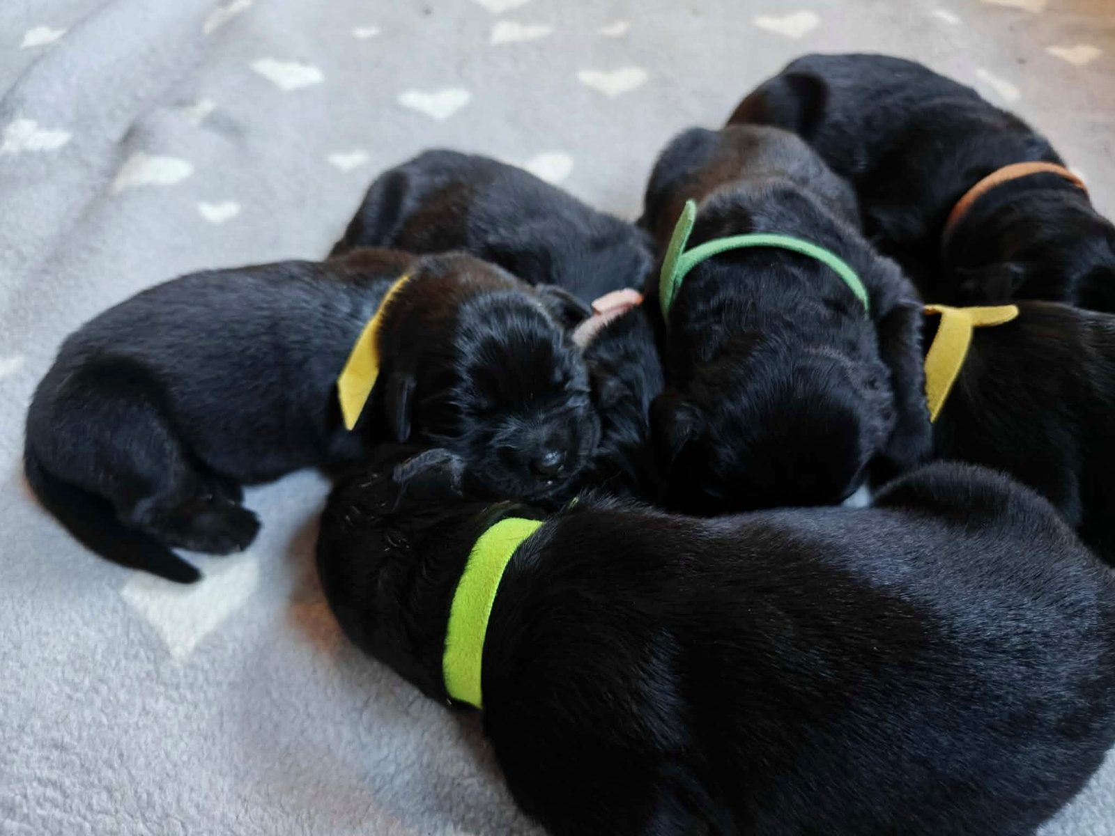 The puppy pile seen from the side