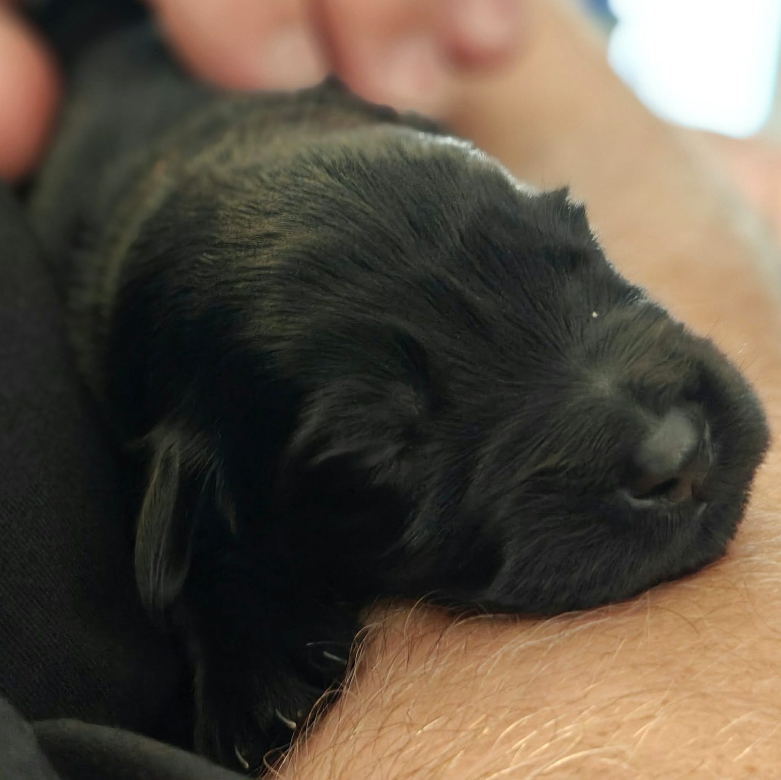 Newborn puppy sleeping safely in a hand