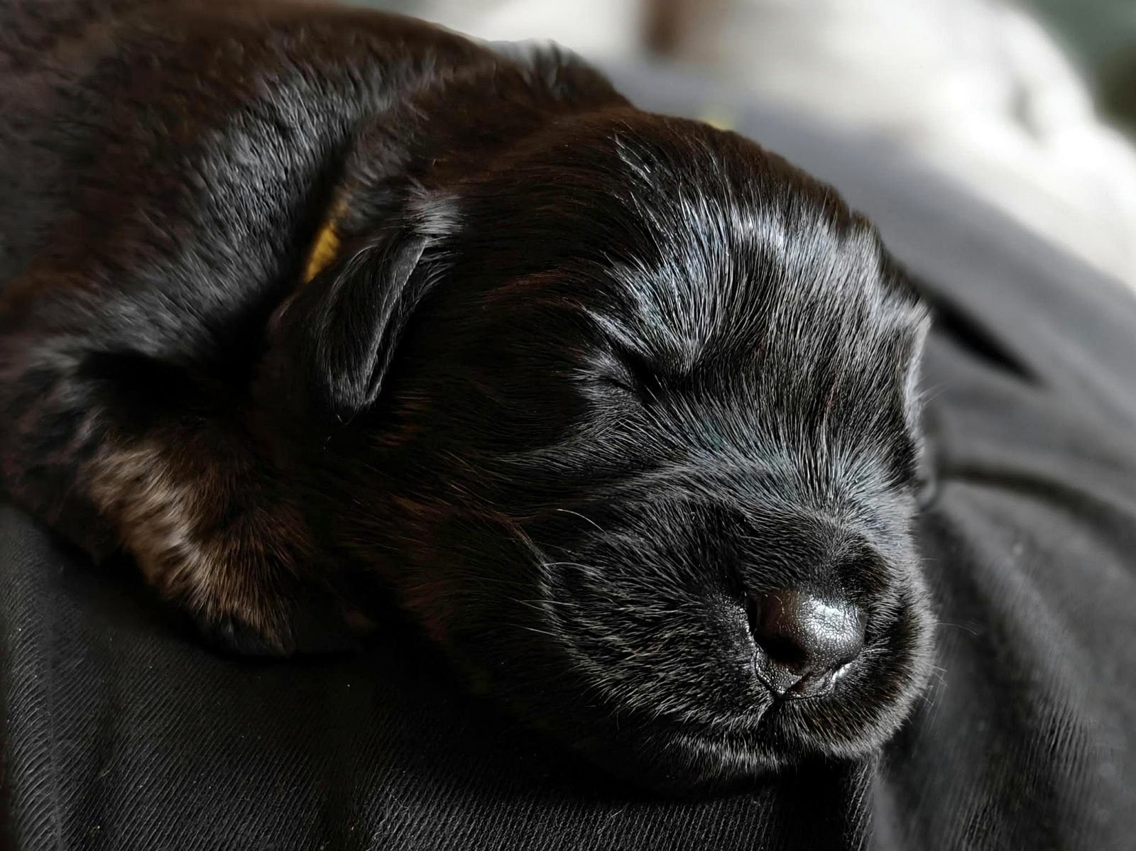 Close-up of a sleeping puppy