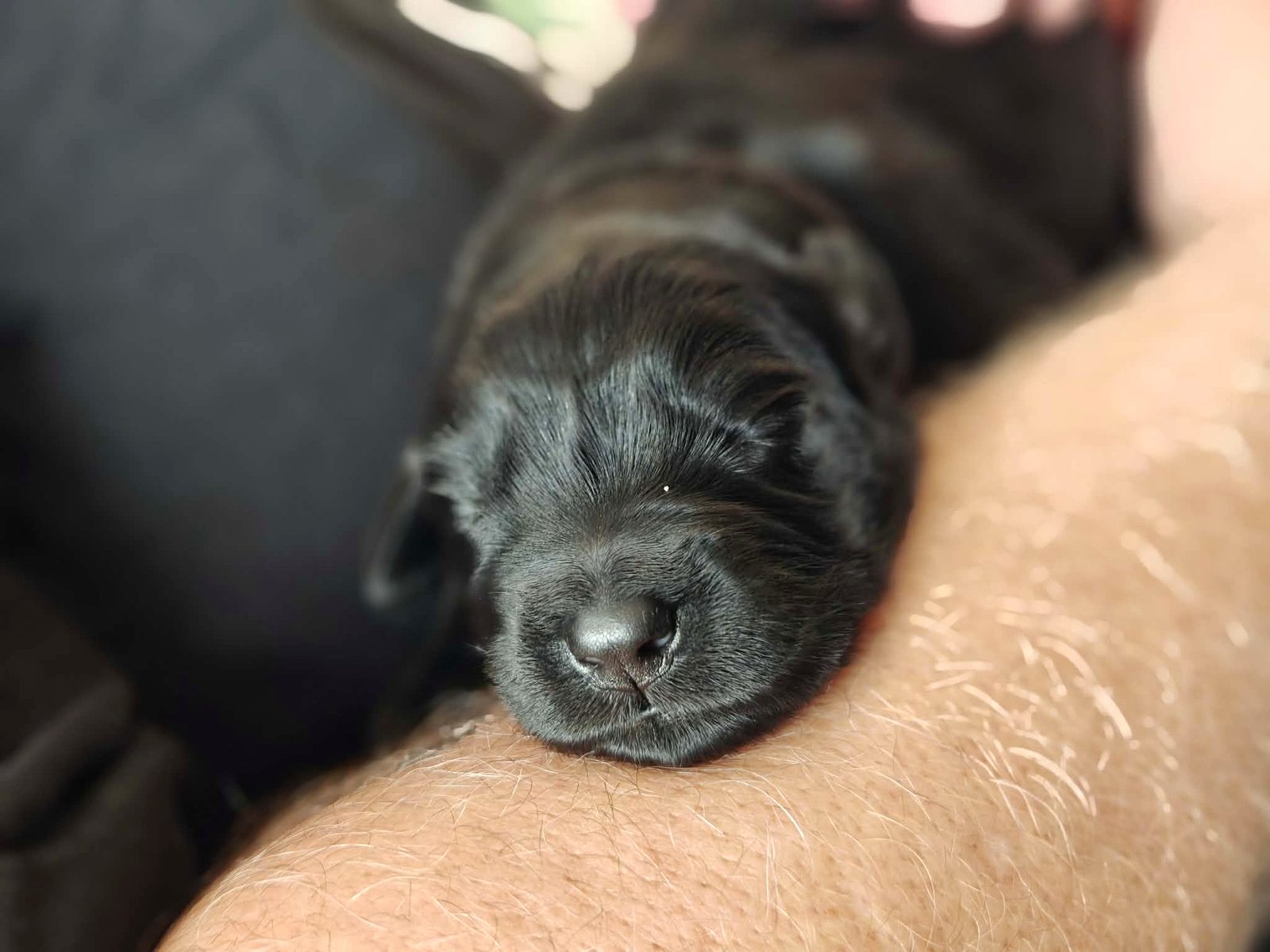 Puppy nose in close-up