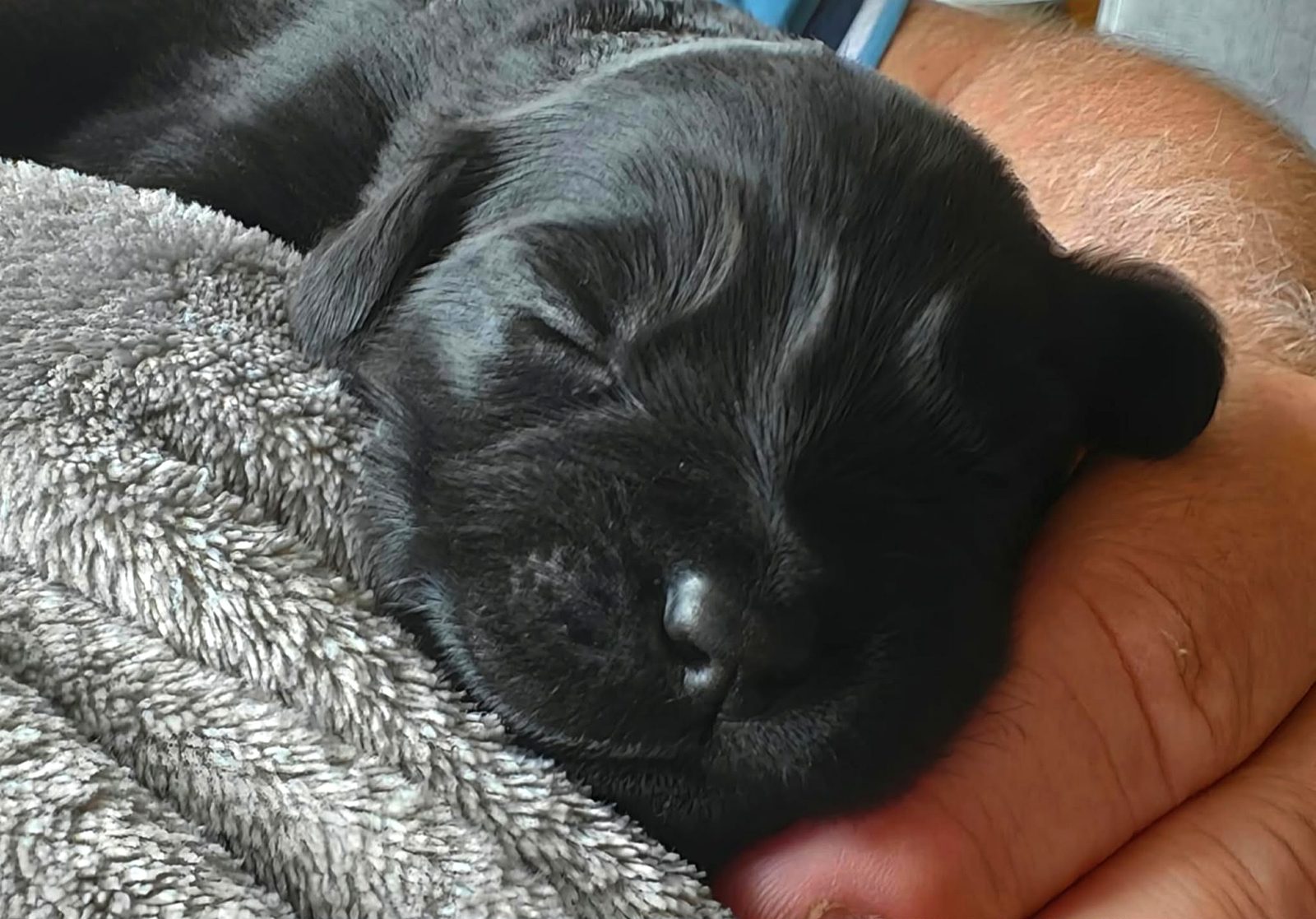 Puppy on the soft blanket