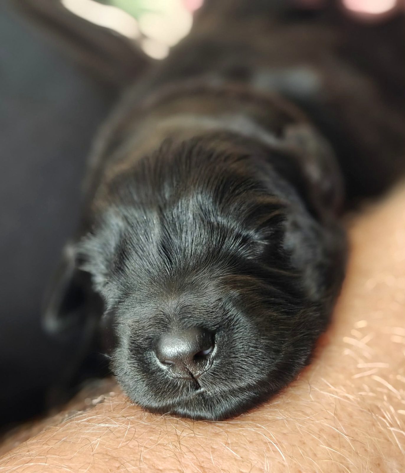 Macro shot of a puppy nose