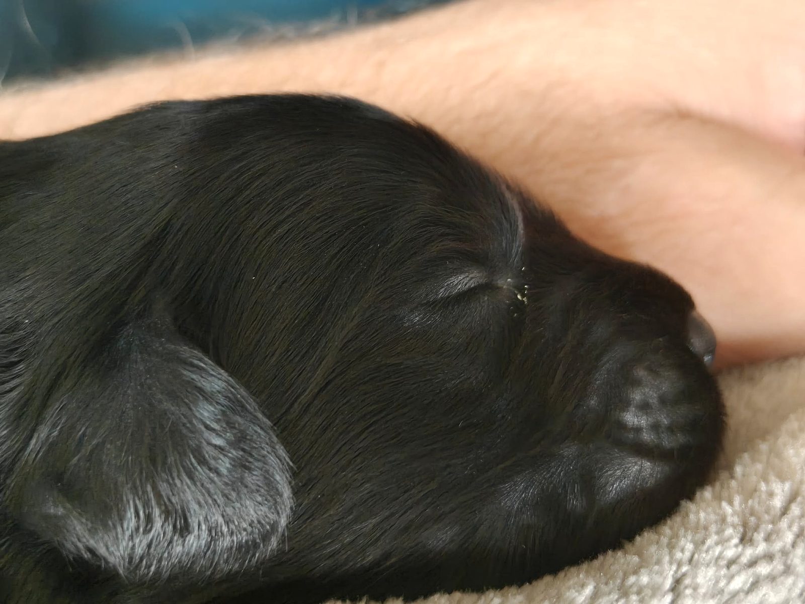 Sleeping puppy in profile